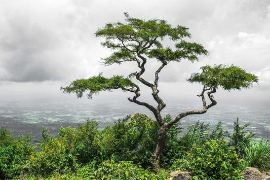 A towering tree that has grown strong