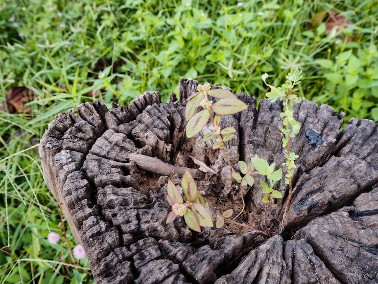 No More Confusion About Ingredients: Herborigen Unveils the Top 10 Pure Herbal Powers of 2026