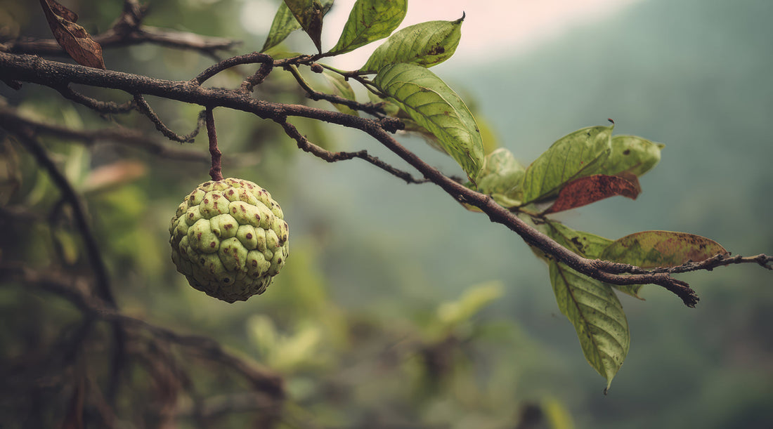 Herborigen-Why Your Summer Gut Is Begging for a Break (and How Soursop Bitters Can Help)